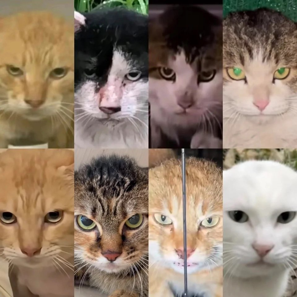 每季度丑猫（32） - 丑猫TV - 踩蘑菇社区