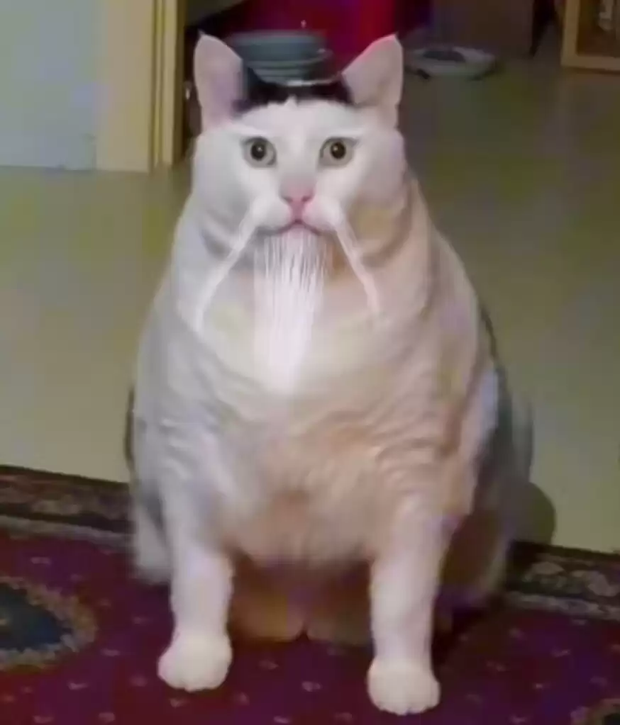 每日丑猫（15） - 丑猫TV - 踩蘑菇社区