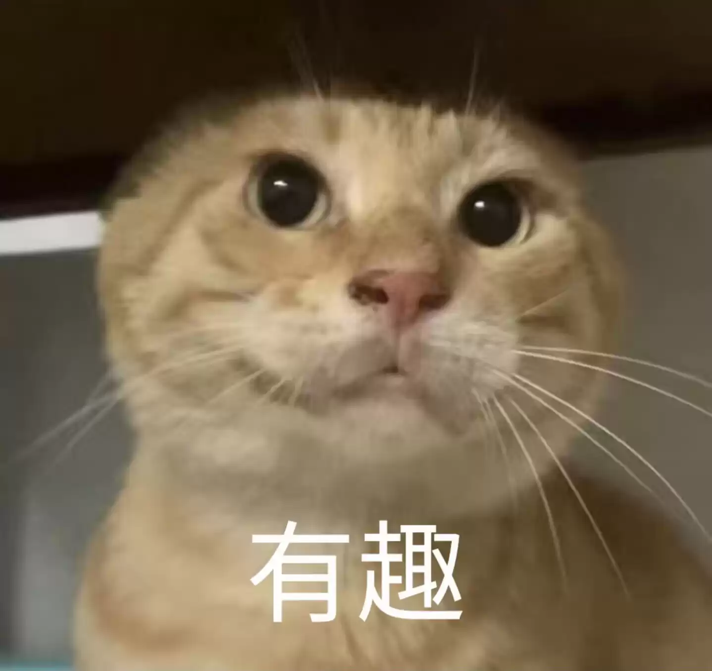 每隔隔隔日丑猫（21） - 丑猫TV - 踩蘑菇社区
