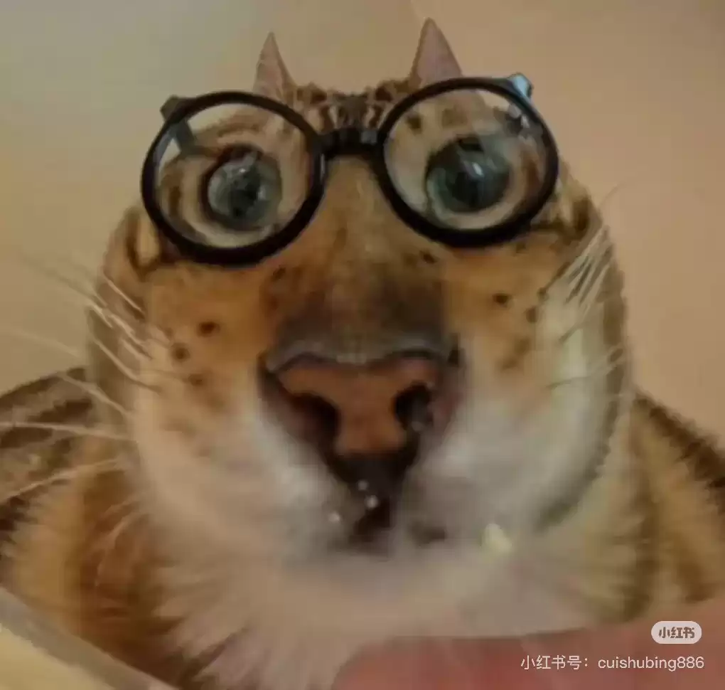 每月丑猫（30) - 丑猫TV - 踩蘑菇社区